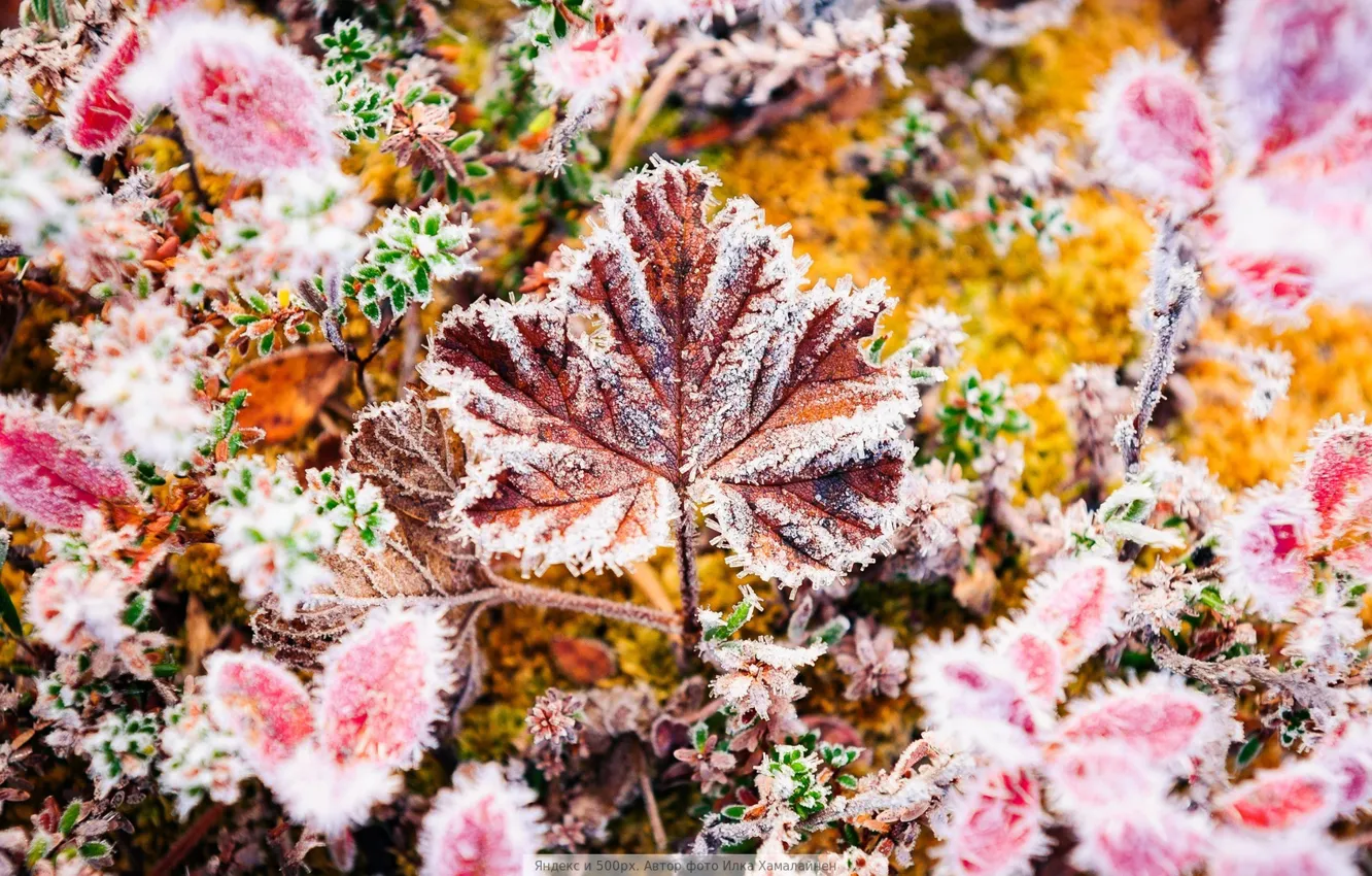 Фото обои осень, листья, заморозок