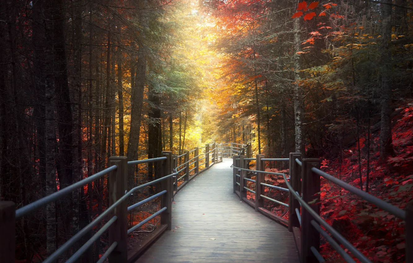 Фото обои осень, мост, парк