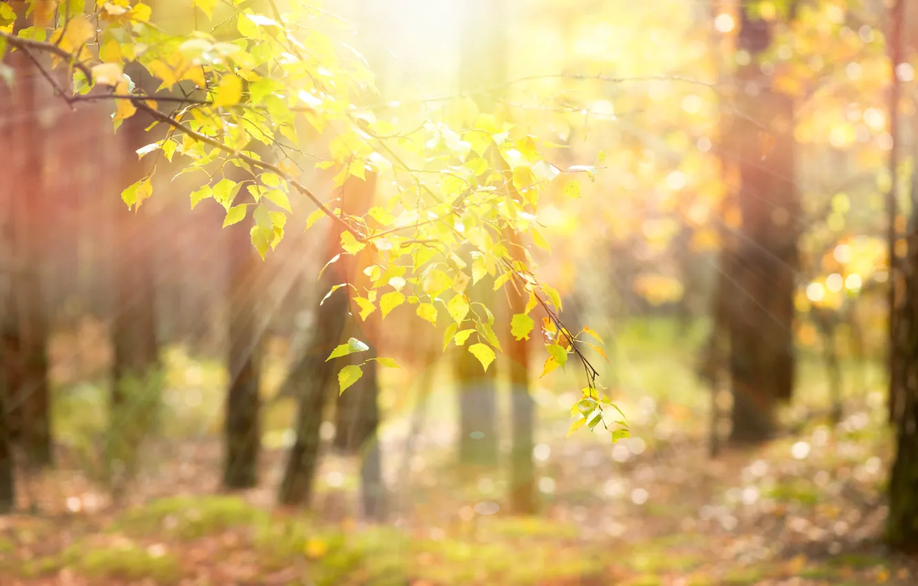 Фото обои листья, солнце, лучи, деревья, ветки, природа, фон, дерево