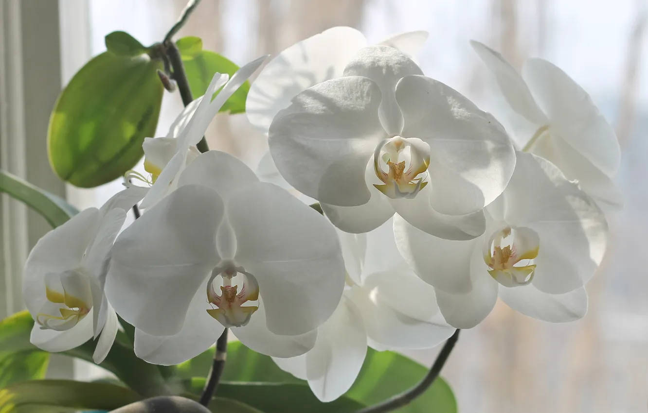 Фото обои свет, цветы, окно, белые, орхидеи