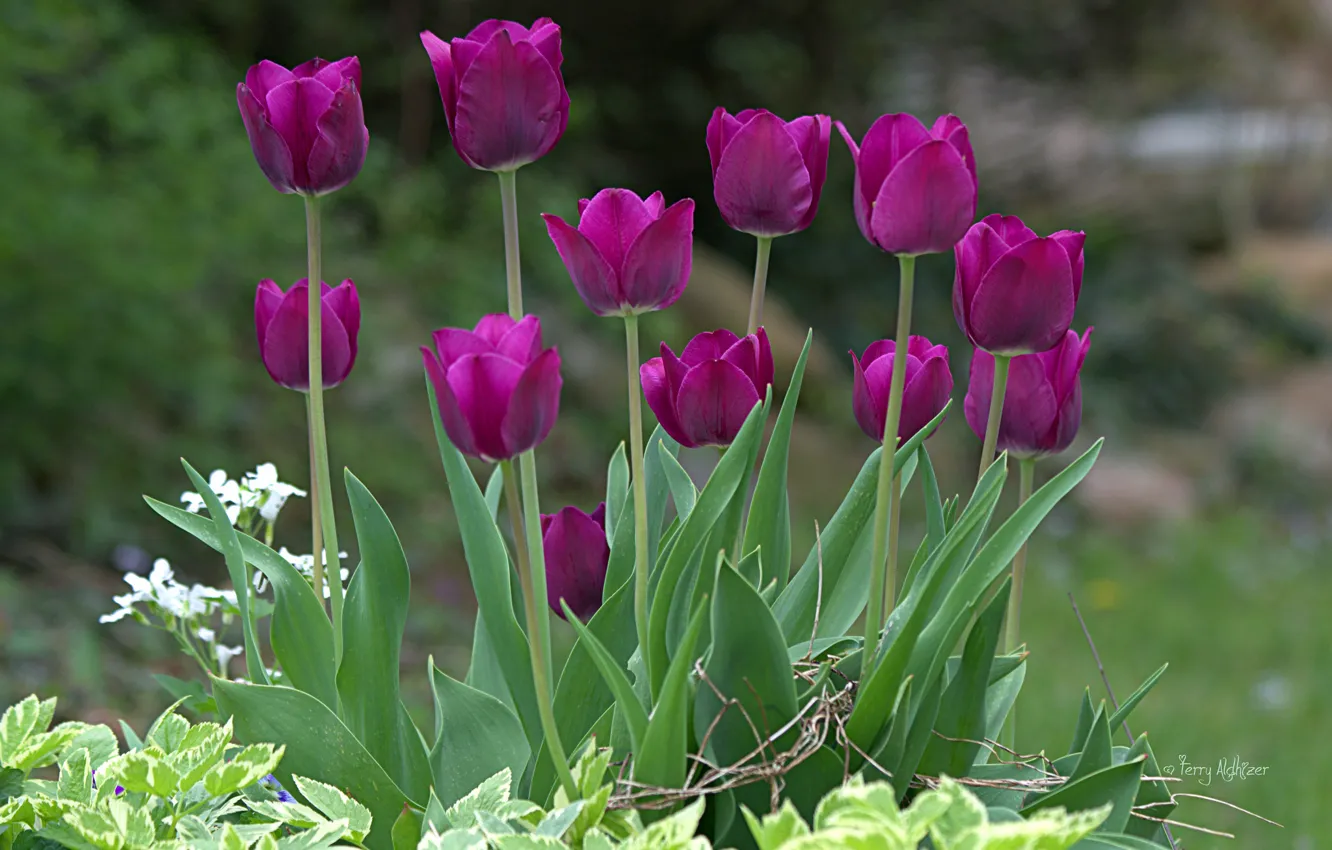 Фото обои природа, яркие, весна, фиолетовые, тюльпаны