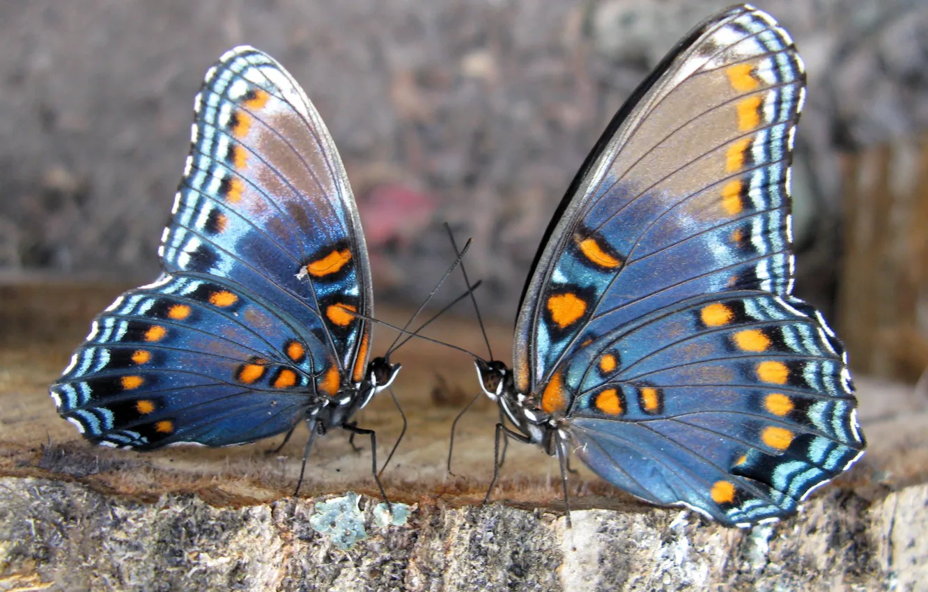 Фото обои цвета, любовь, бабочки, насекомые, крылья, лапки, пара, усики