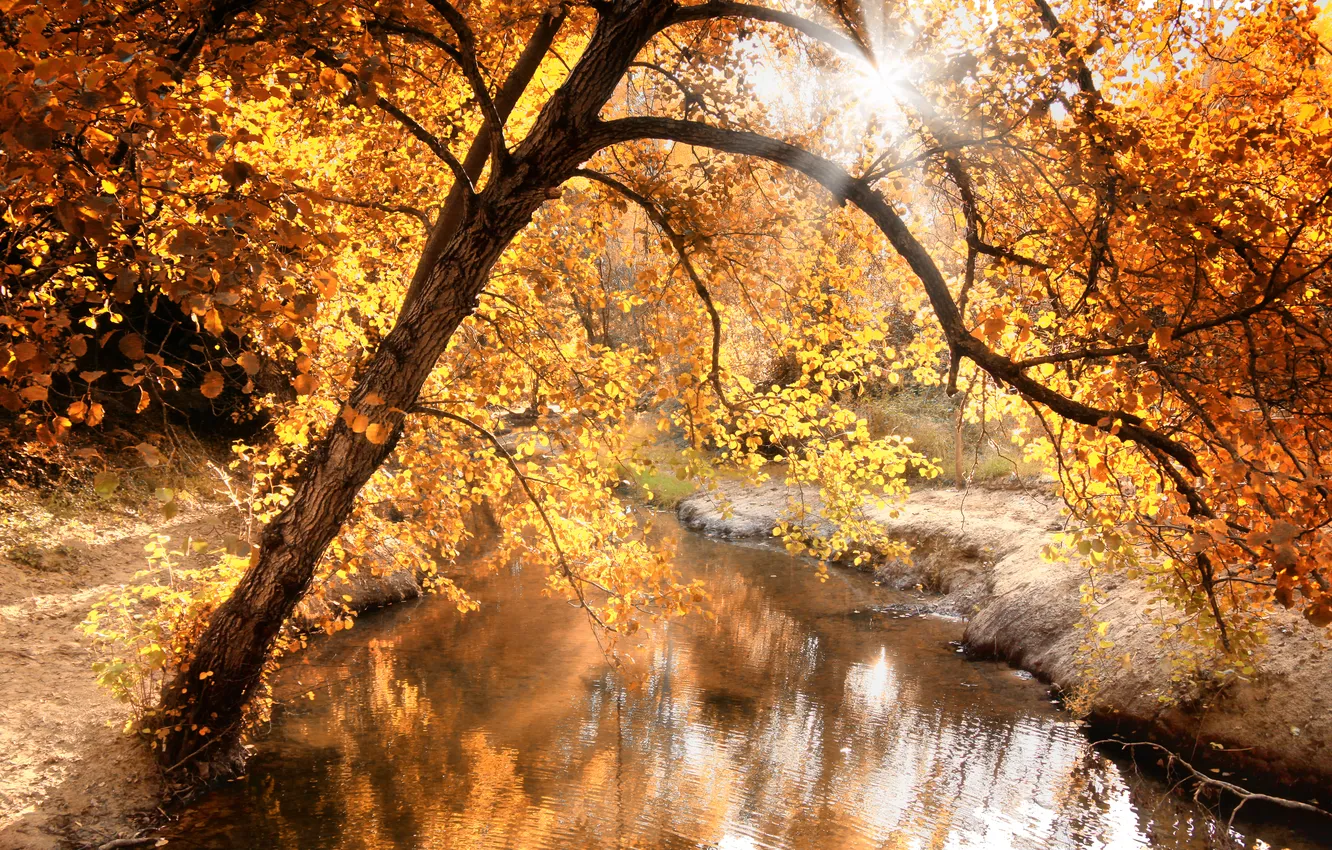 Фото обои осень, свет, природа, река