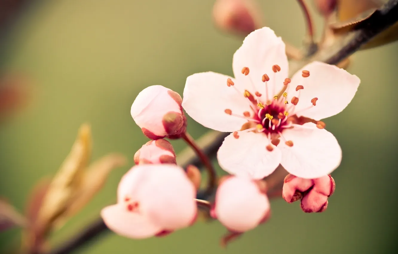 Фото обои цветок, макро, вишня, веточка, нежность, цвет, весна, лепестки