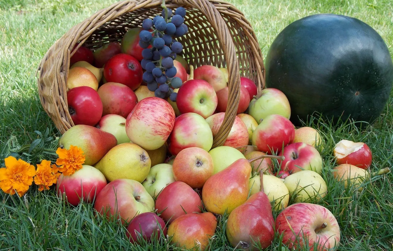 Фото обои трава, ягоды, корзина, яблоки, арбуз, виноград, фрукты, груши