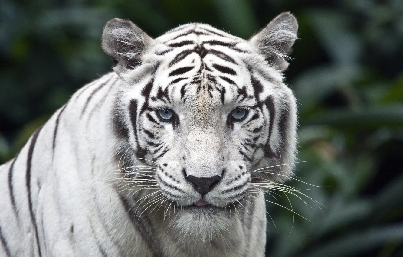 Фото обои белый, взгляд, тигр