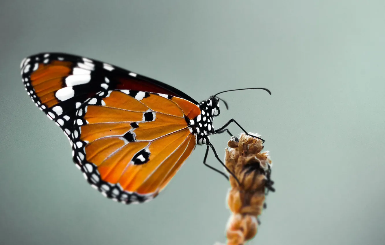 Фото обои крупный план, бабочка, close-up, butterfly, размытый фон, blurred background