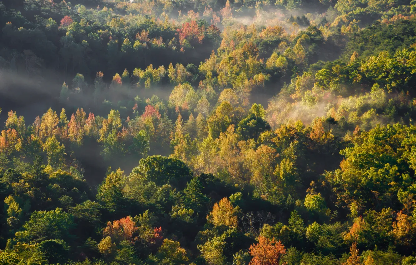 Фото обои лес, деревья, туман, ветви, кроны