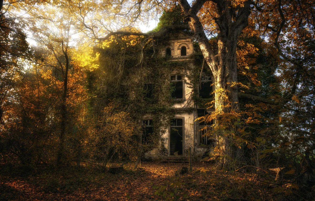 Фото обои осень, лес, дом