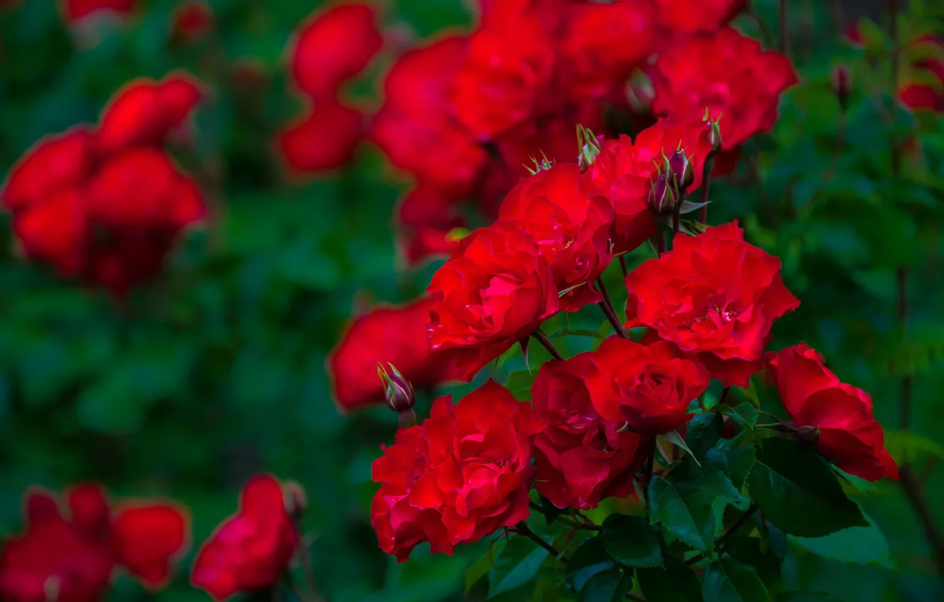 Фото обои куст, розы, бутоны, боке, красные розы
