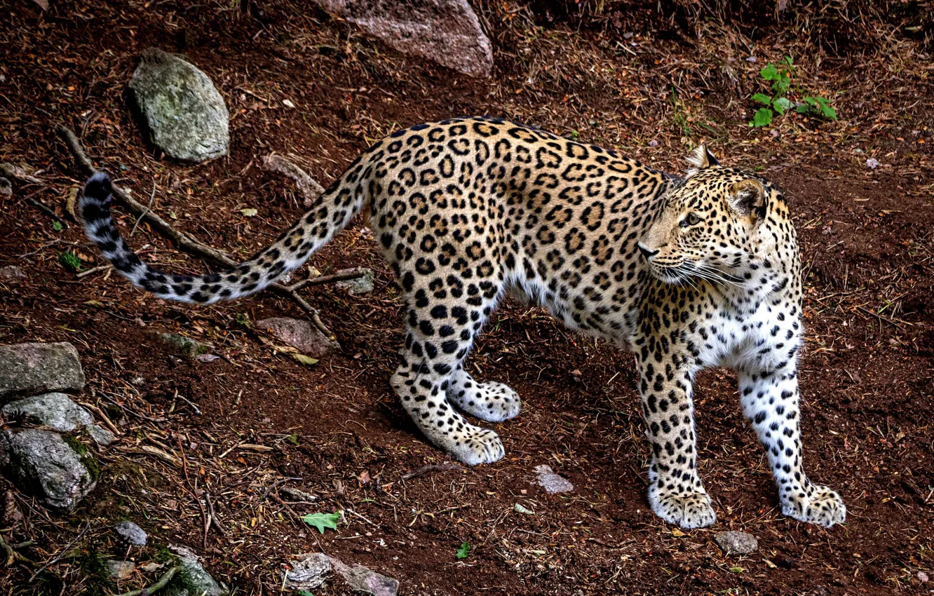 Фото обои хищник, леопард, animal