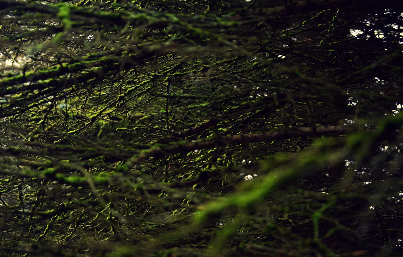 Фото обои зелень, лес, дерево, мох, Макро