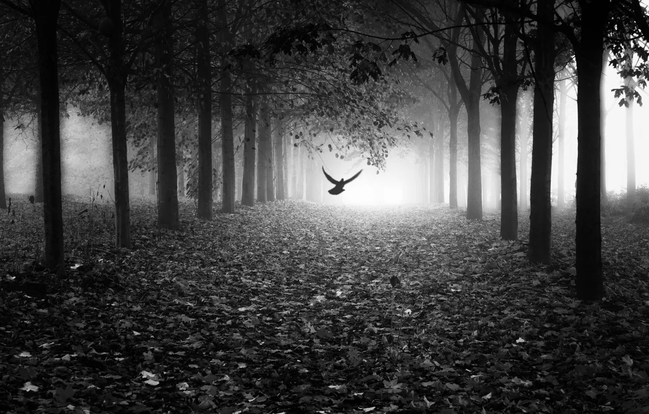 Фото обои листья, свет, туман, парк, птица, light, аллея, bird