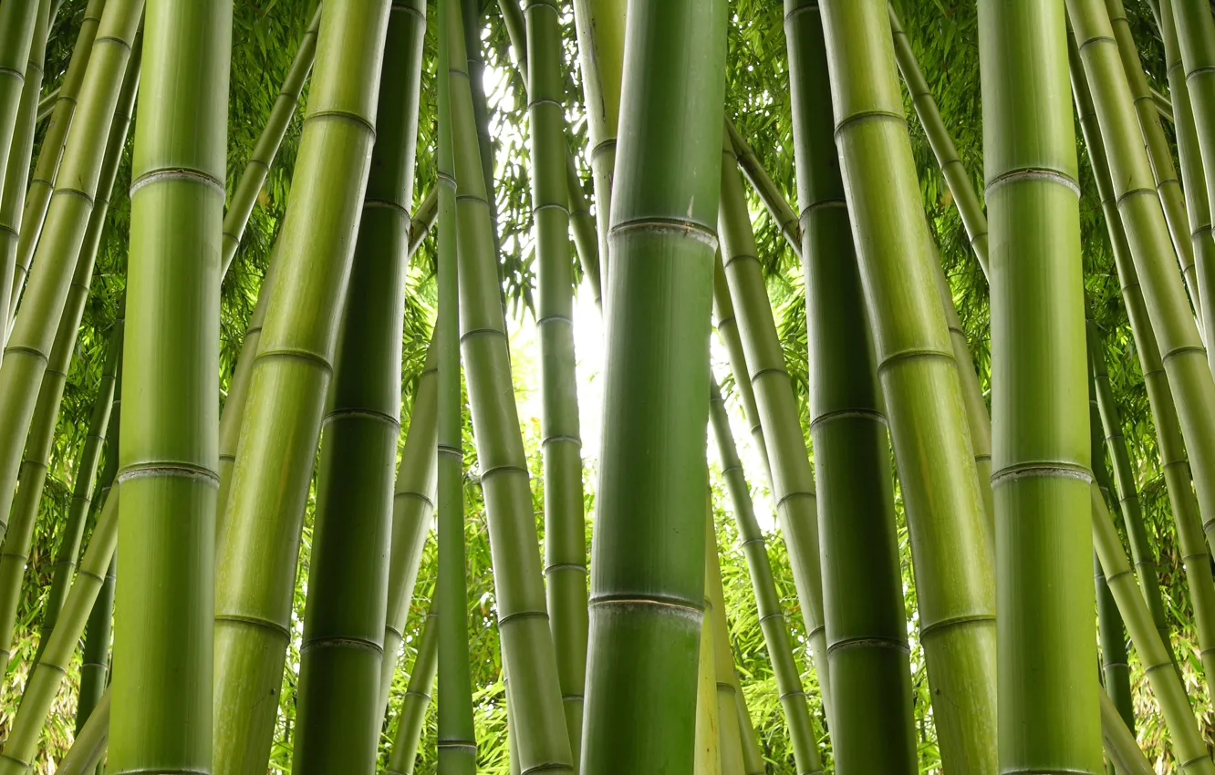 Фото обои green, bamboo, plant