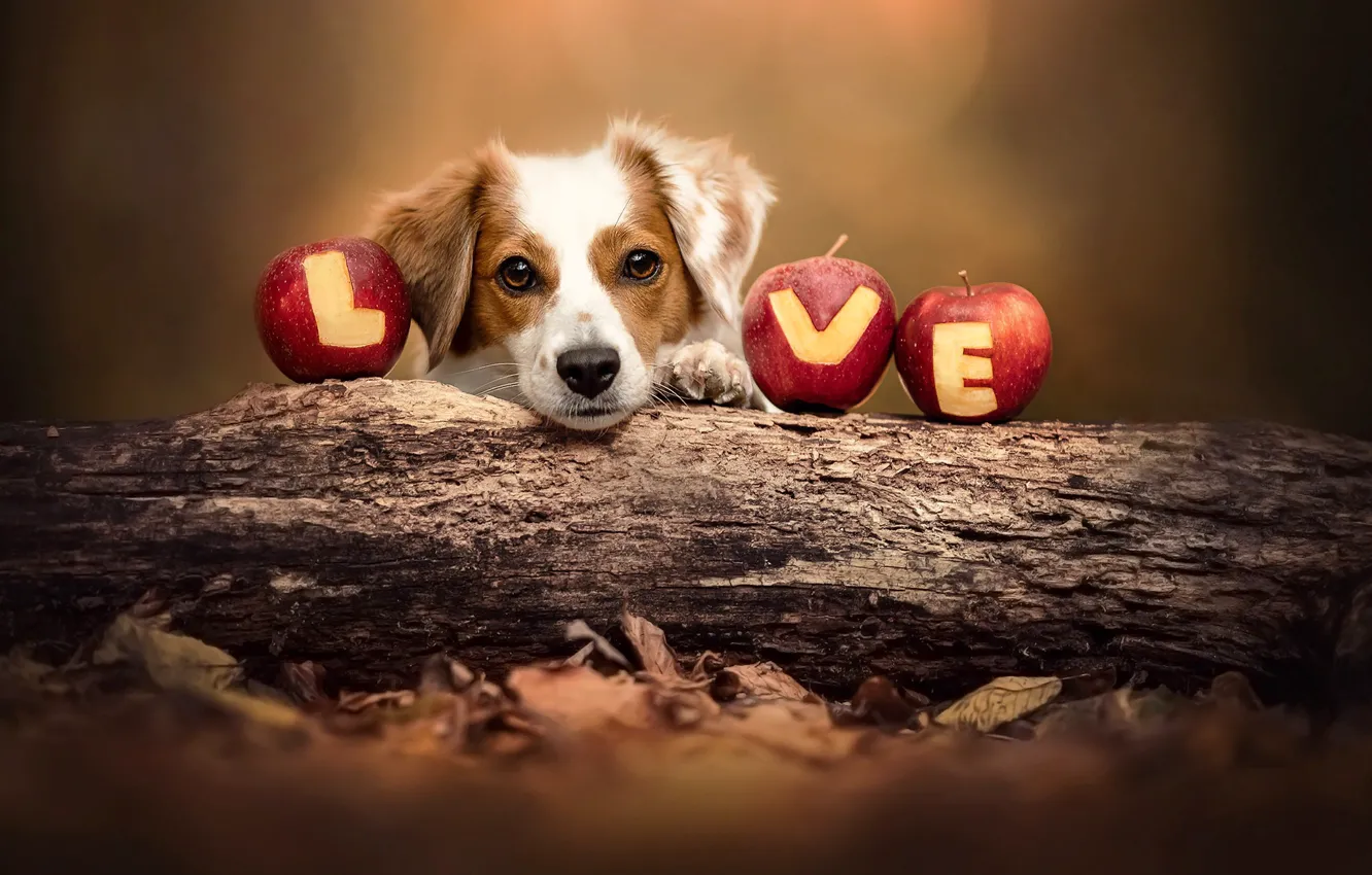 Фото обои осень, листья, природа, животное, яблоки, собака, бревно, пёс