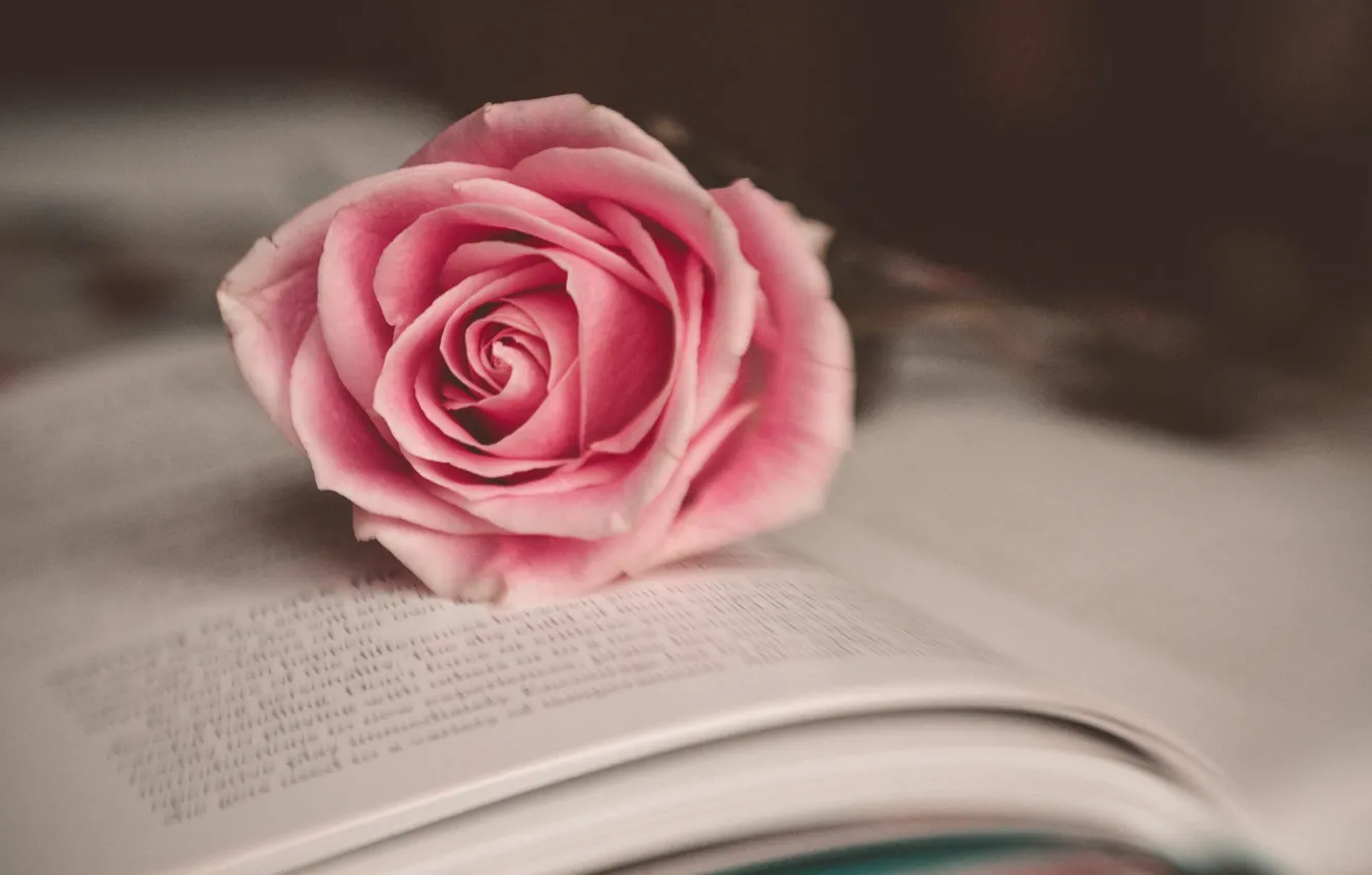 Фото обои цветок, макро, розовый, роза, книга