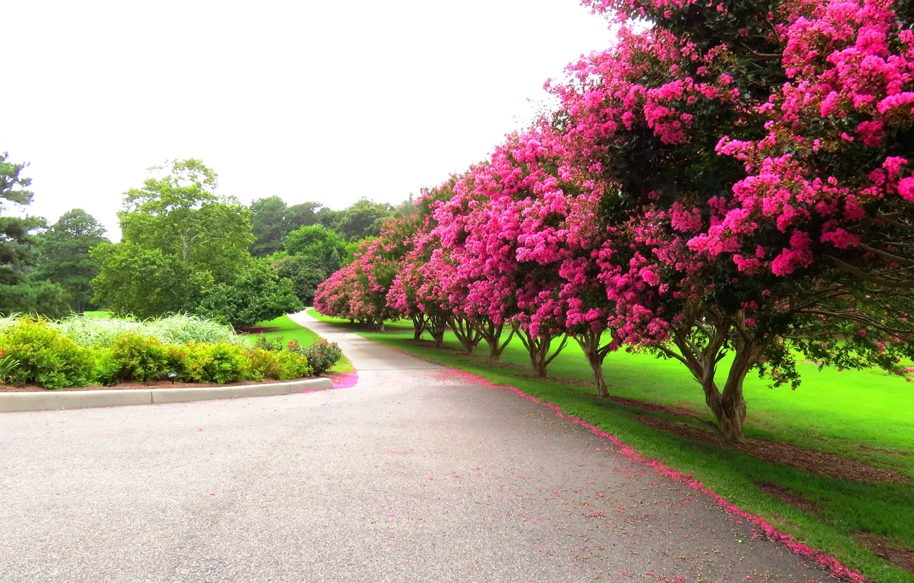 Фото обои деревья, парк, Весна, цветение, trees, park, flowers, spring