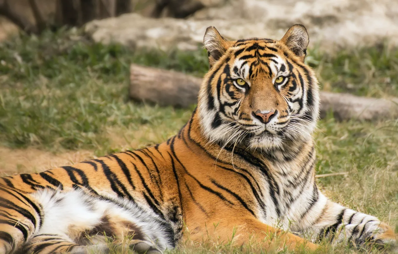Фото обои морда, тигр, отдых, хищник, лежит, дикая кошка