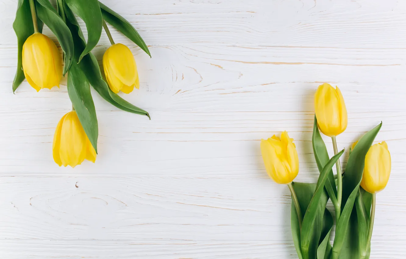 Фото обои цветы, Весна, Тюльпаны, Фон, flowers, Spring, Background, Tulips