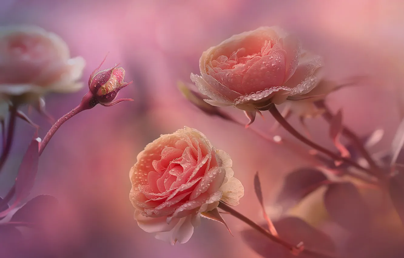 Фото обои капли, макро, цветы, роса, фон, розы