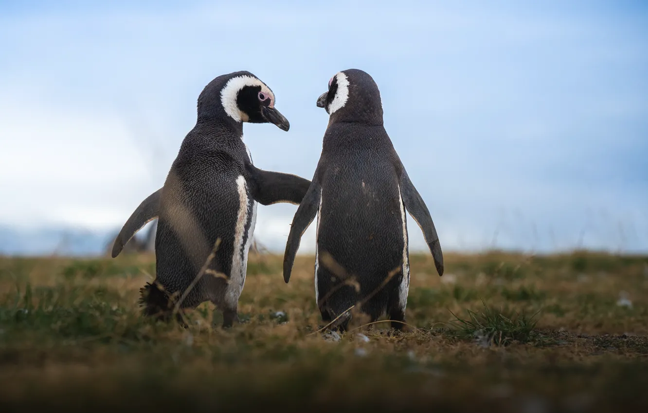 Фото обои небо, трава, пингвины, пара, Antarctic Penguins