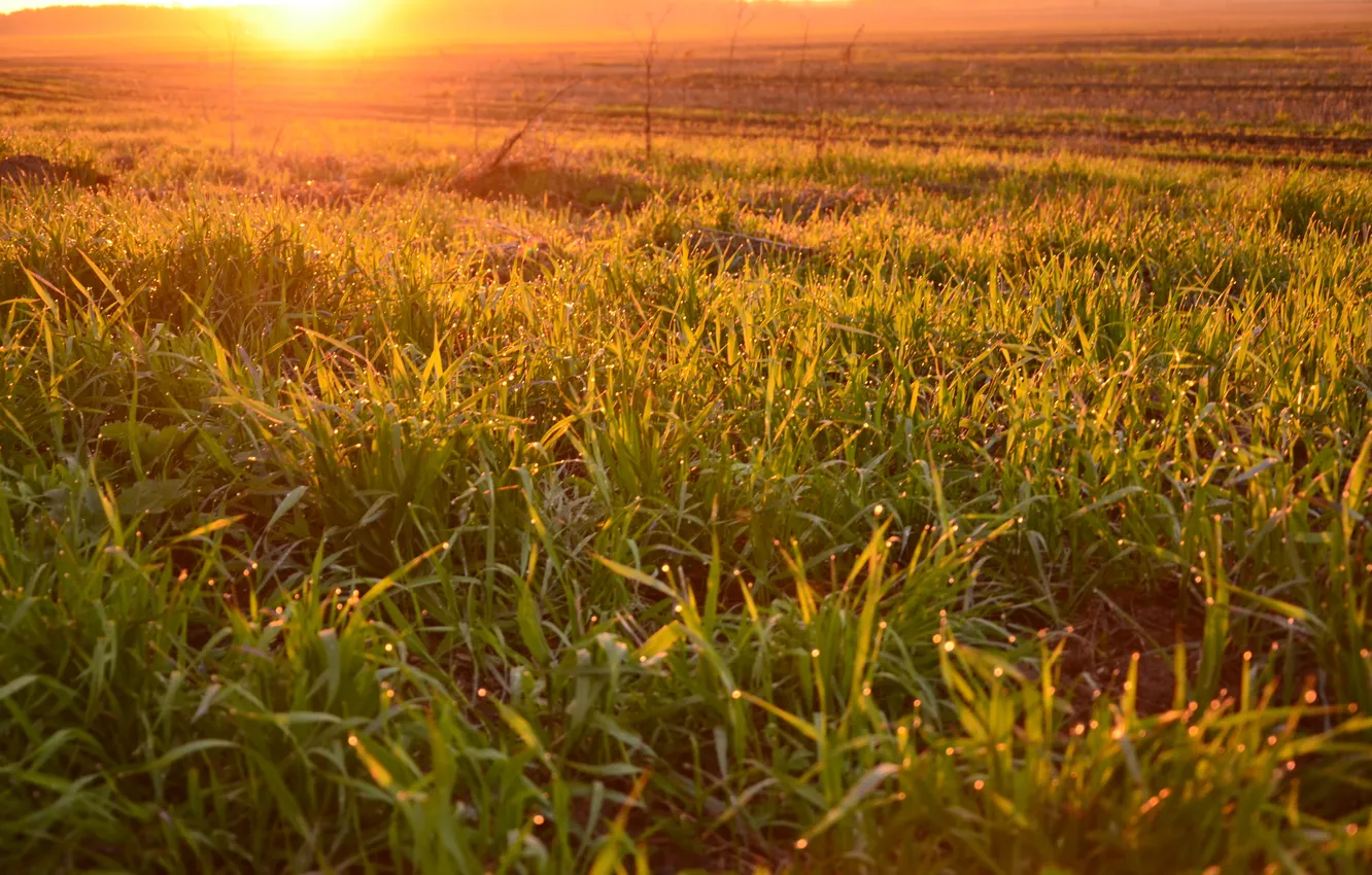 Фото обои поле, закат, grass, field, sunset