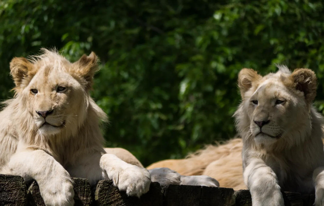 Фото обои кошка, пара, львята, львёнок, белый лев
