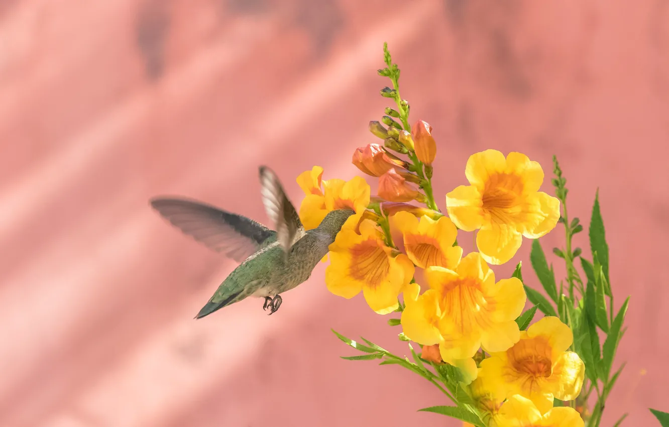 Фото обои цветок, фон, птица, колибри, Калипта Анны, бигнония