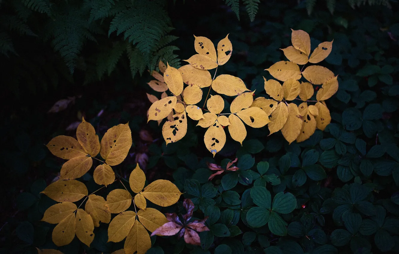 Фото обои colors, leaves, garden, plants