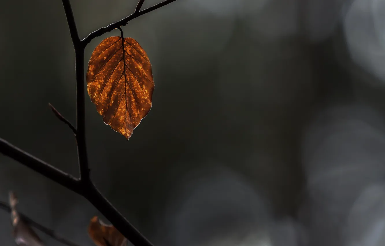 Фото обои осень, макро, лист, жёлтый, ветка, сухой