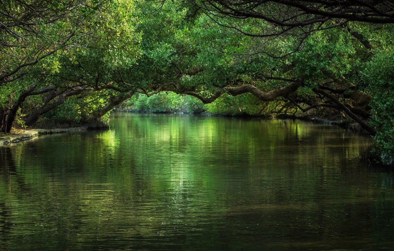Фото обои деревья, природа, река