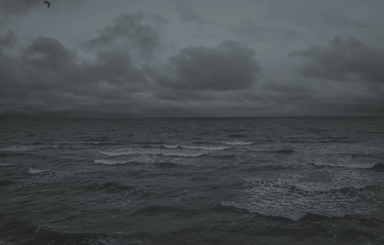 Фото обои Grey, Bird, Ocean, Sea