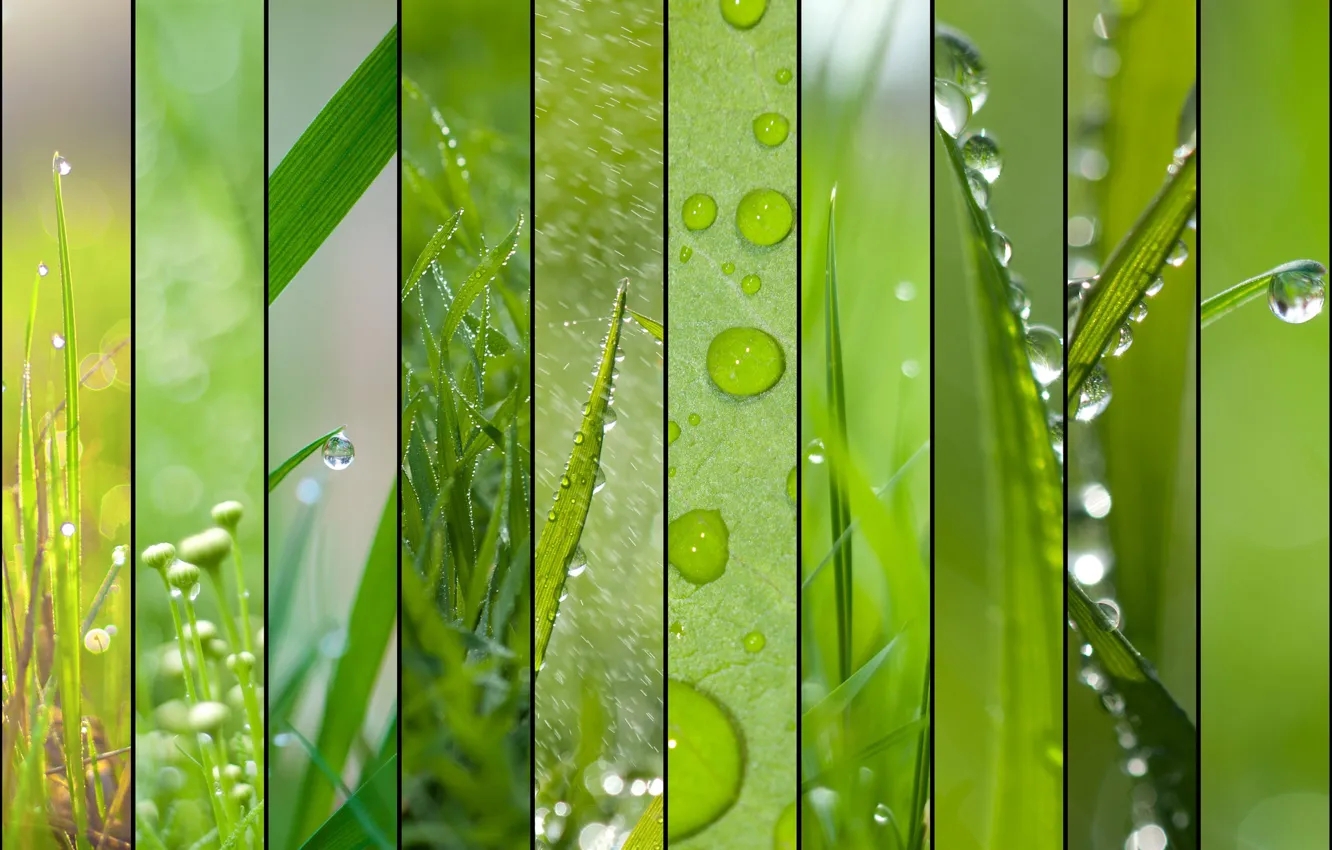 Фото обои зелень, лето, трава, роса, рендеринг, коллаж, весна, капли дождя