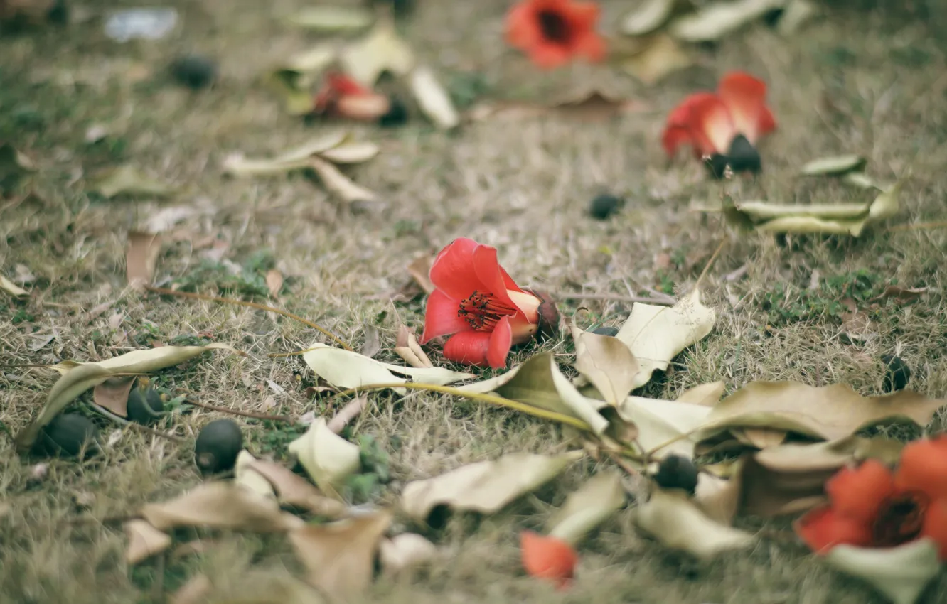 Фото обои цветок, трава, красный, лепестки, Бомбакс