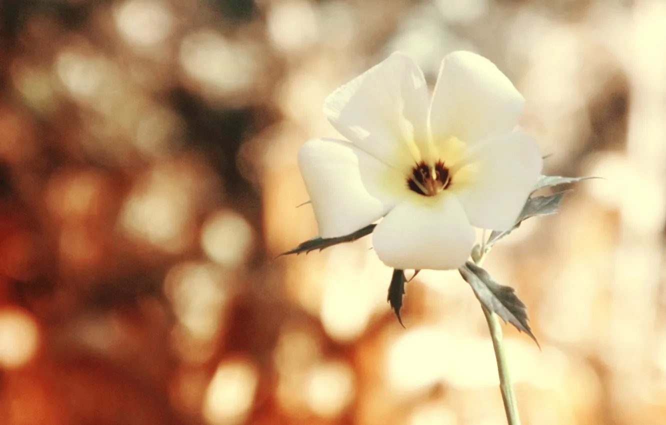 Фото обои белый, цветок, блики, фон