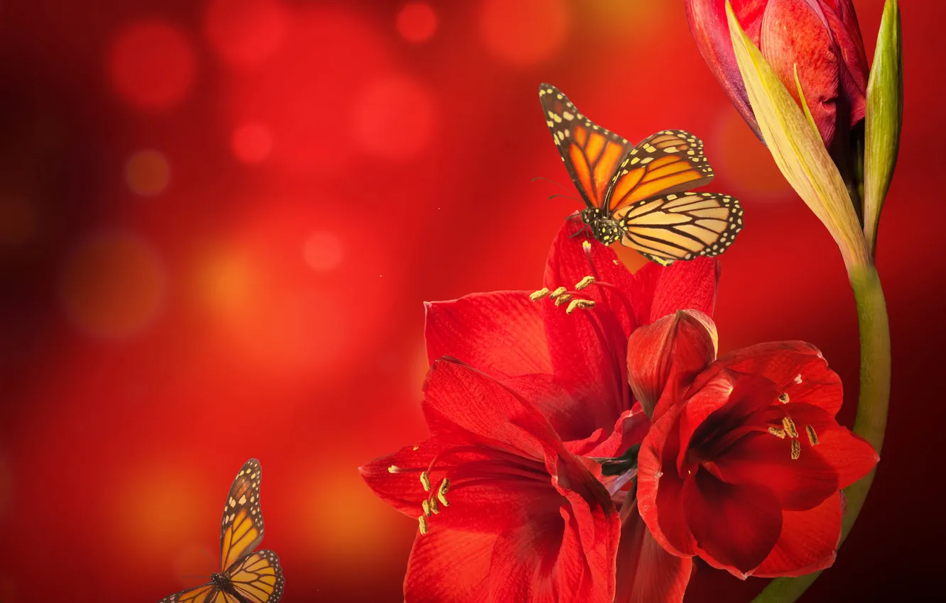 Фото обои цветок, бабочки, красный, блики, амарилис