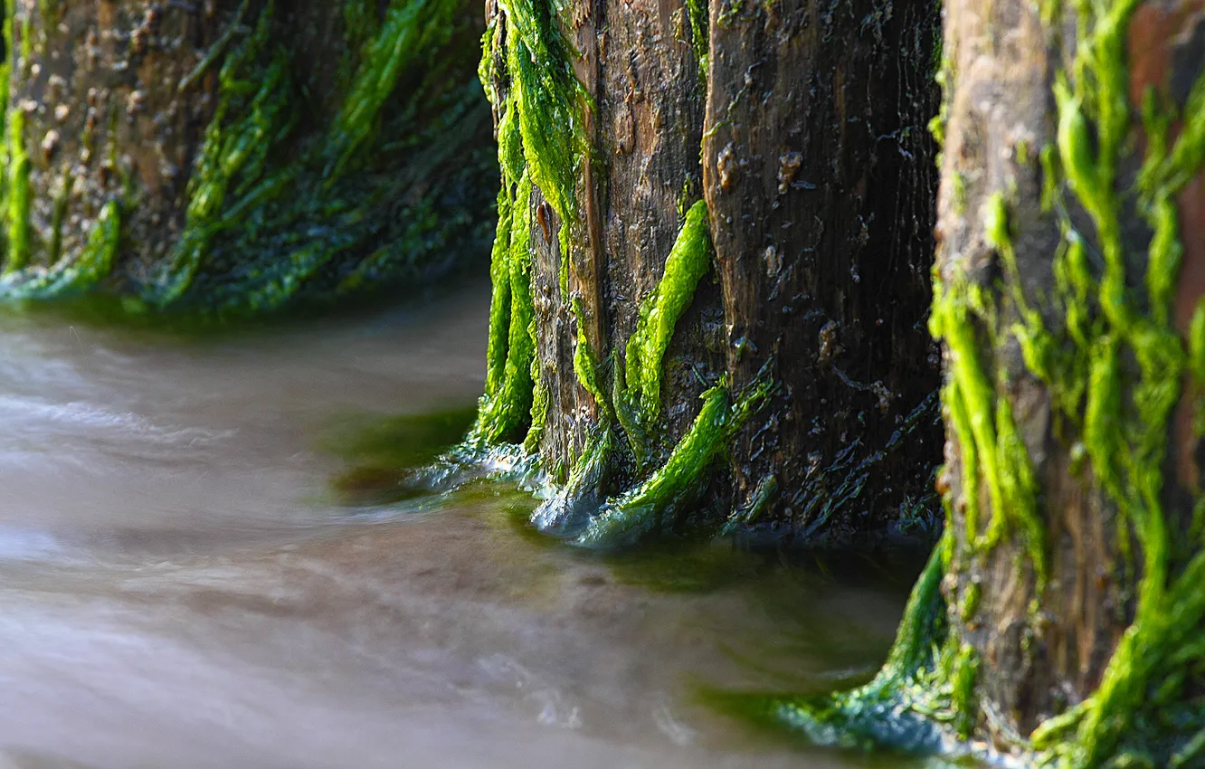 Фото обои вода, дерево, мох