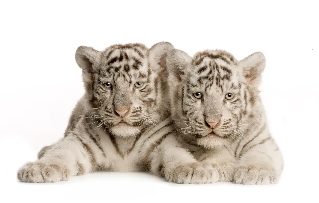 Фото обои белые, тигрята, лежат