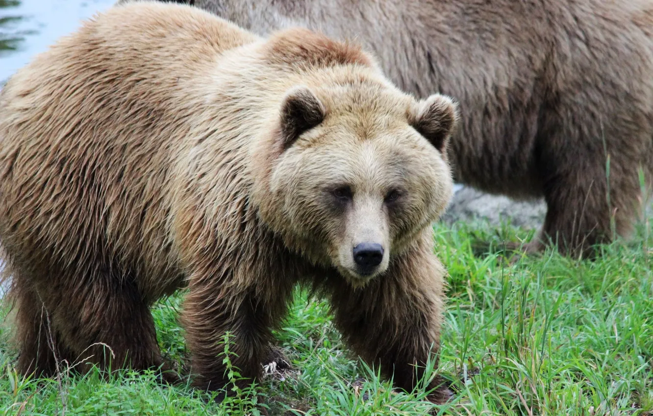 Фото обои bear, big, brown, animal, wildlife