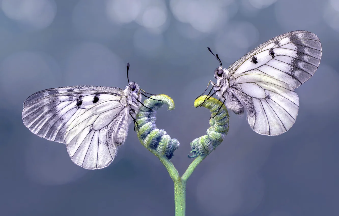 Фото обои макро, бабочки, насекомые, две, растение, серый фон, парочка