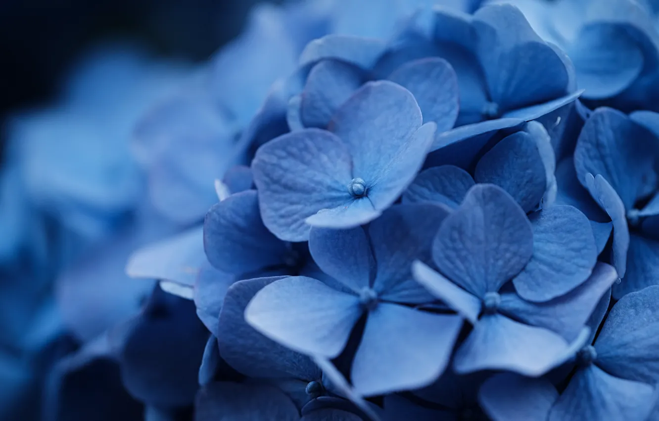 Фото обои макро, цветы, голубые, синие, боке, гортензия