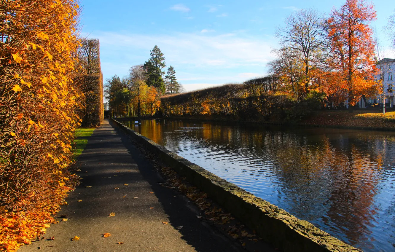 Фото обои park, tree, joint