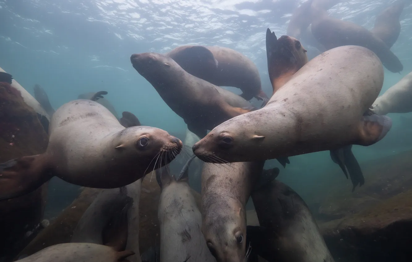 Фото обои explore, wild, playful, scuba diving, marine mammals