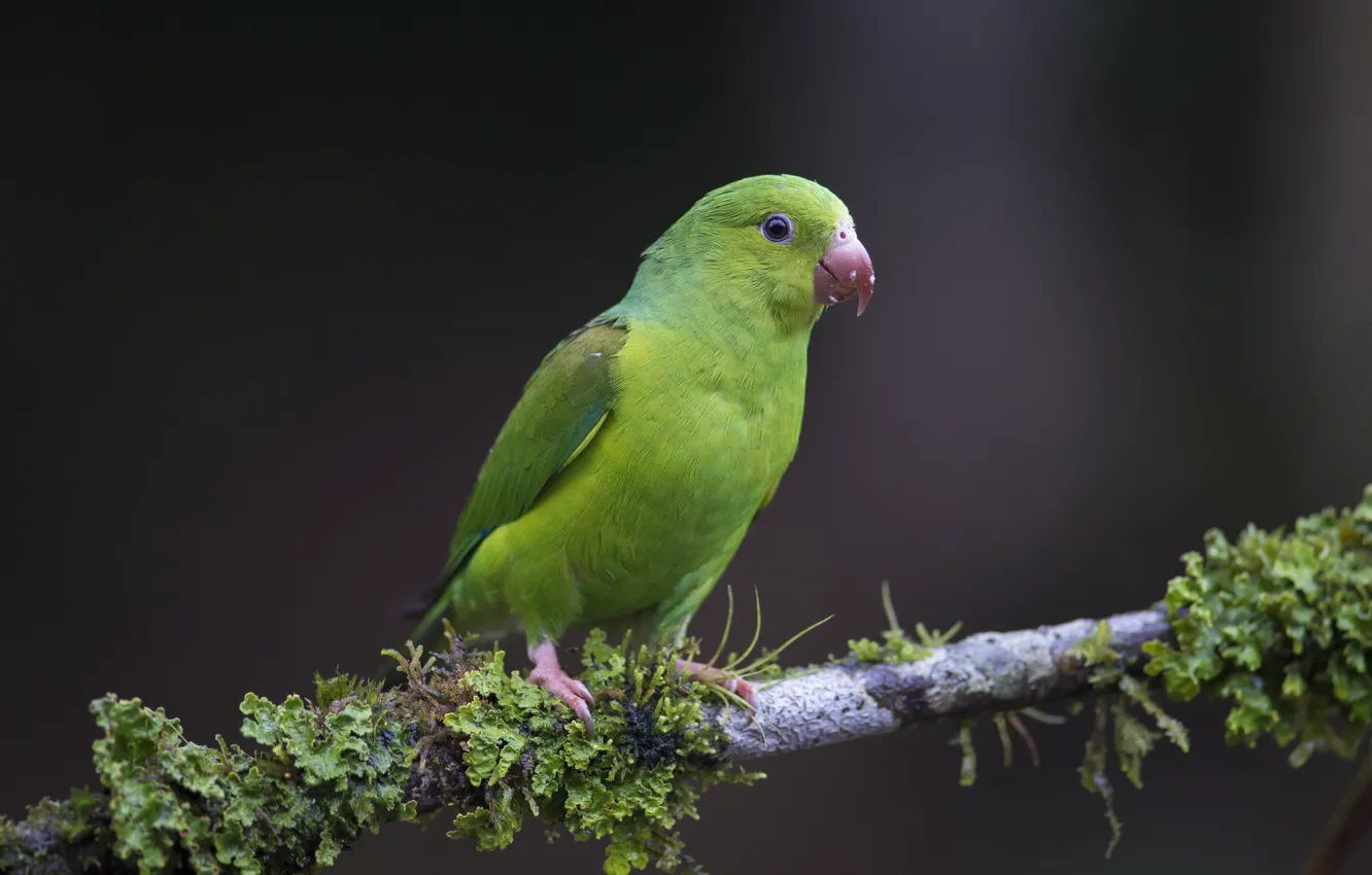 Фото обои природа, фон, птица, ветка, попугай, зеленый попугай