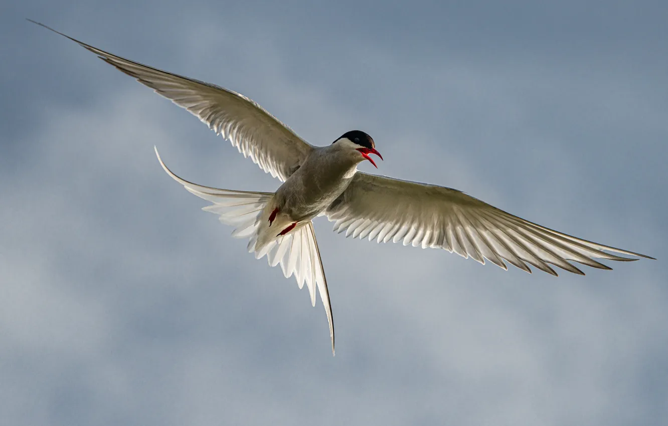 Фото обои птица, крылья, полёт, полярная крачка