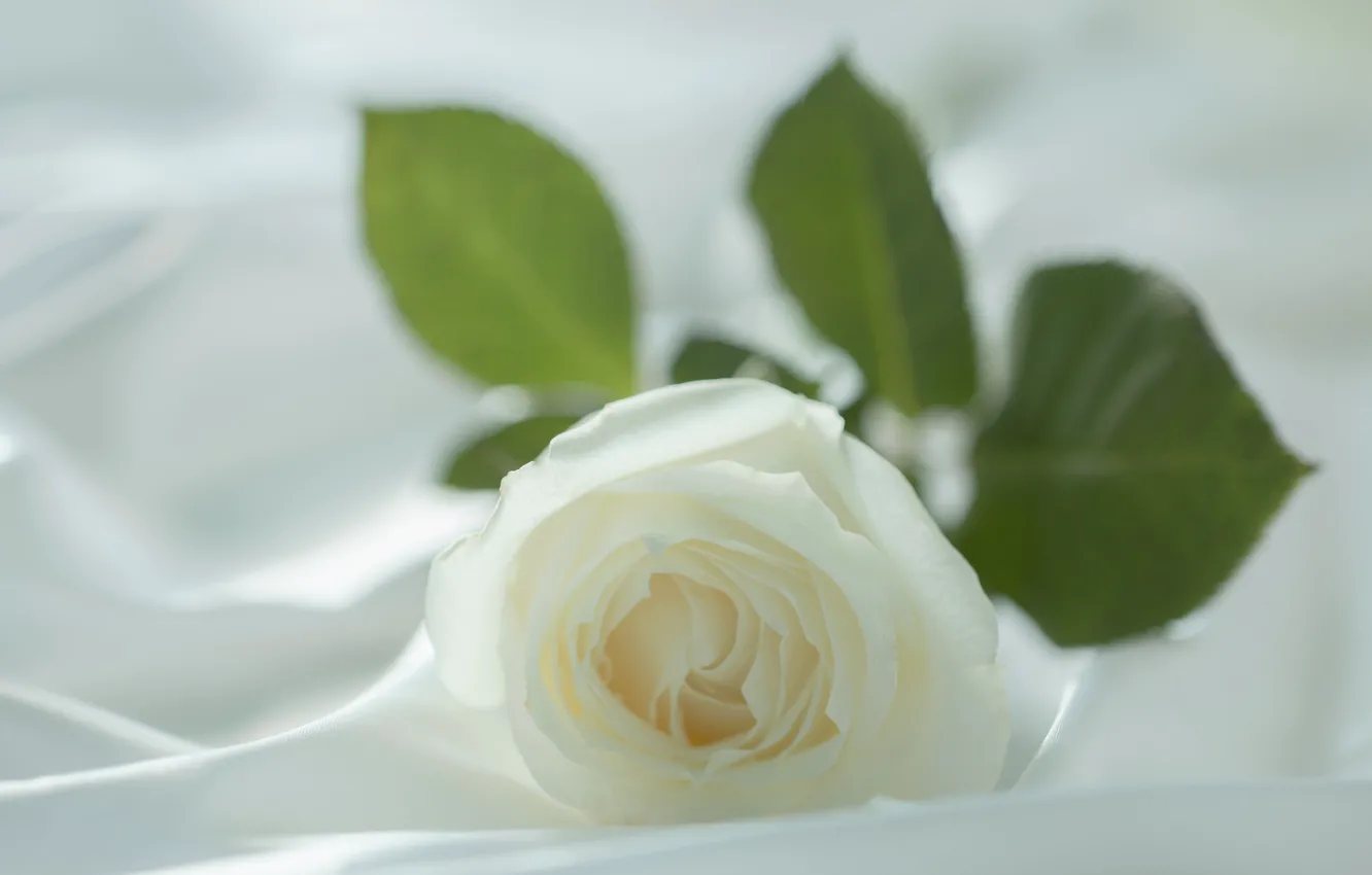 Фото обои белый, цветок, макро, нежность, роза, размытие, лепестки, ткань