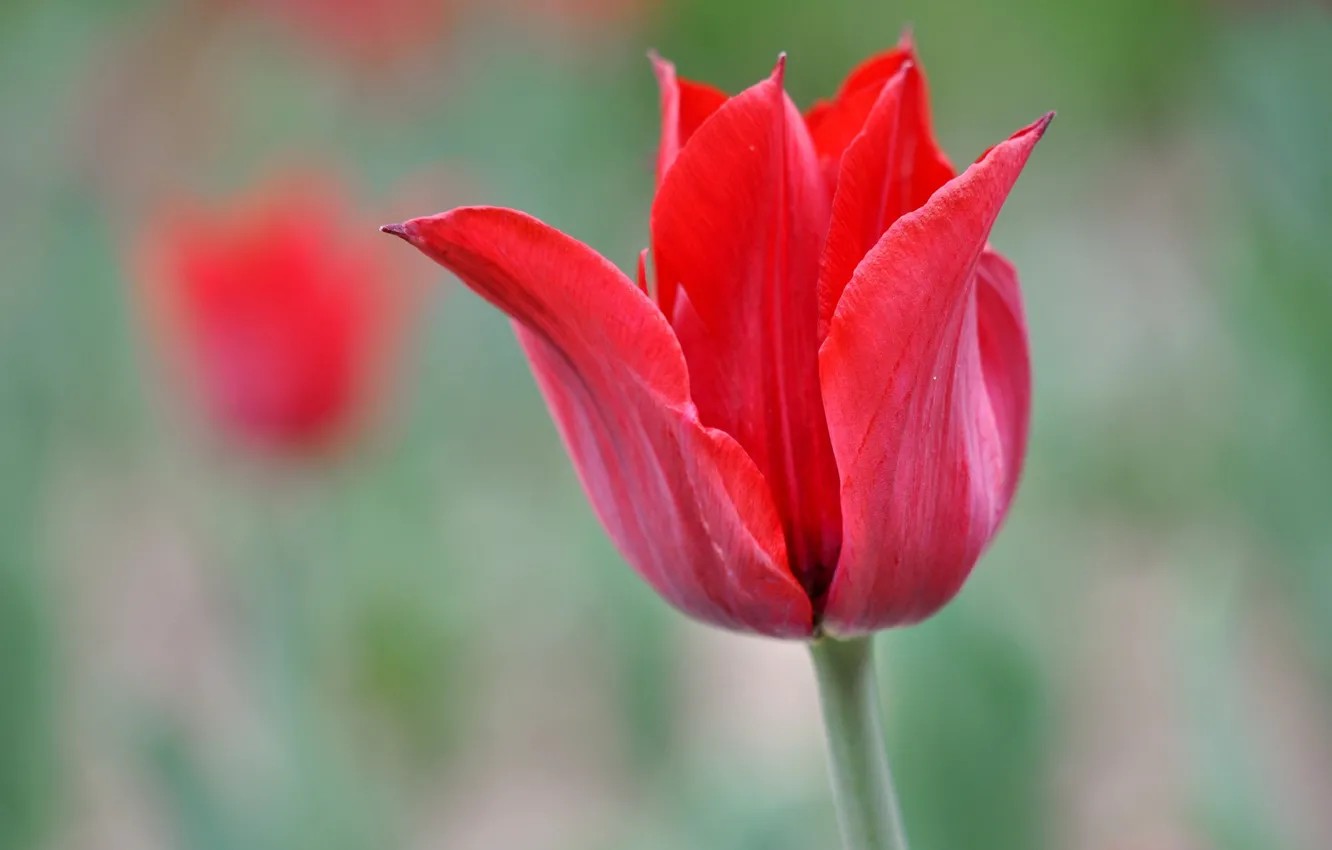 Фото обои природа, тюльпан, лепестки