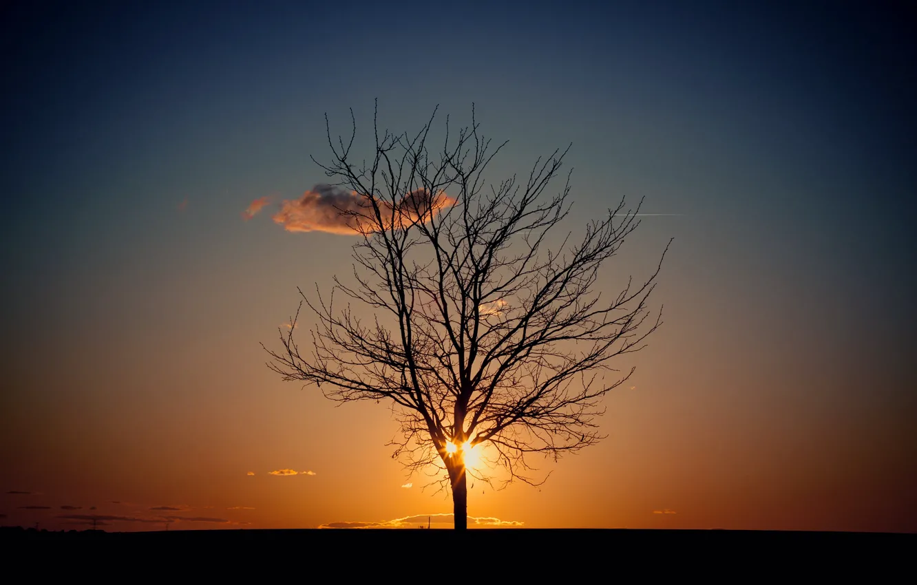 Фото обои небо, солнце, дерево, вечер
