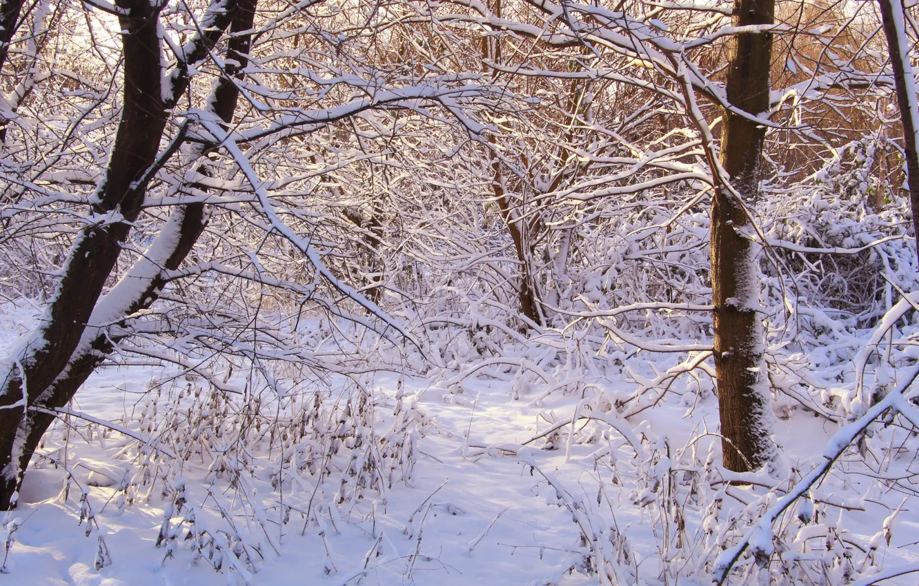 Фото обои park, winter, snow