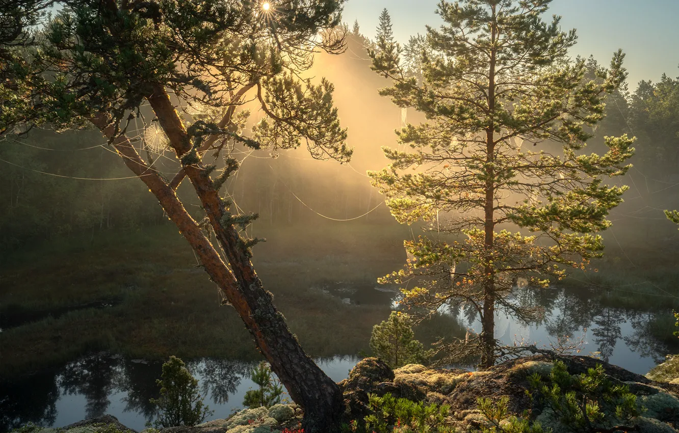 Фото обои деревья, пейзаж, природа, камни, паутина, утро, Ладожское озеро, Карелия